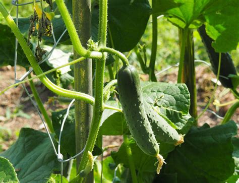 A Complete Guide To Growing Cucumbers In Containers Off Grid World