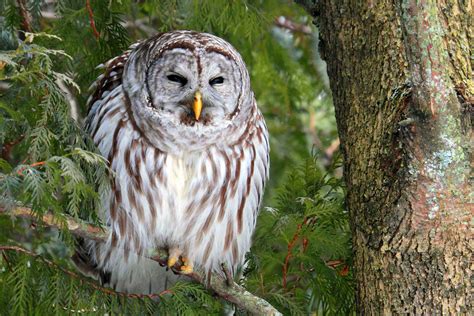 Learn To Identify Five Owls By Their Calls Audubon