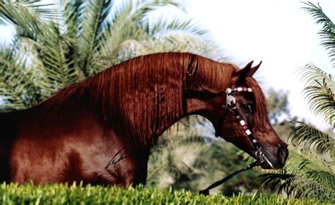 Few other horses have had as great an influence on international breeds as that of the arabian horse in modern times. Arabian Horse Obsession!: Arabian Coat Colors