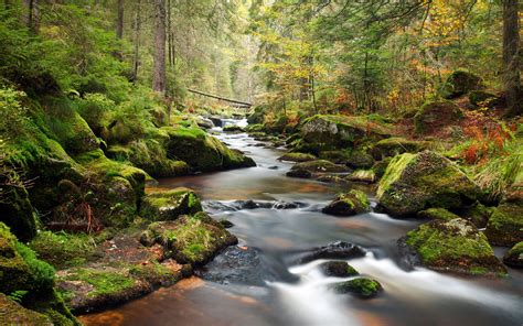 Mountain River Bank Of Rocks Covered With Green Moss Pine