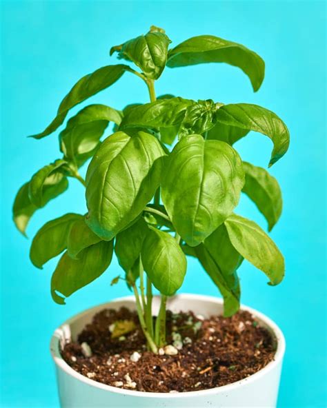 How To Grow Basil In An Indoor Pot Or Outdoors Apartment Therapy