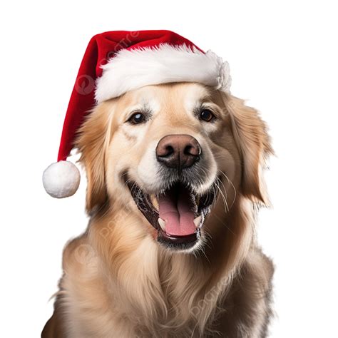 Golden Retriever Dog Wearing A Santa Hat For Christmas Christmas Dog