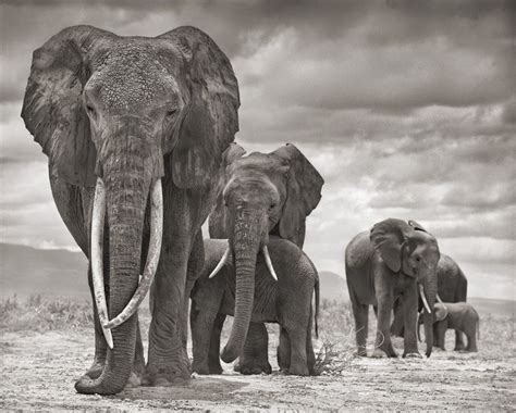 Los Elefantes Se Comunican Igual Que Los Humanos Pravia