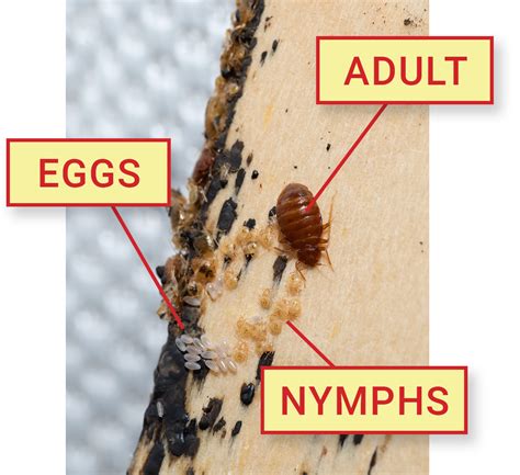 Bed Bug Life Stages With Pictures Dodson Pest Control