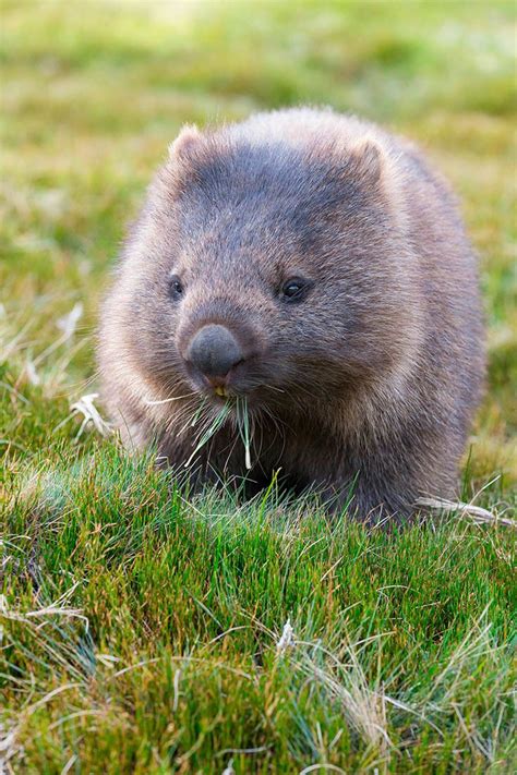 A Wombat Munches On Grass In Cradle Mountain Lake St Clair National