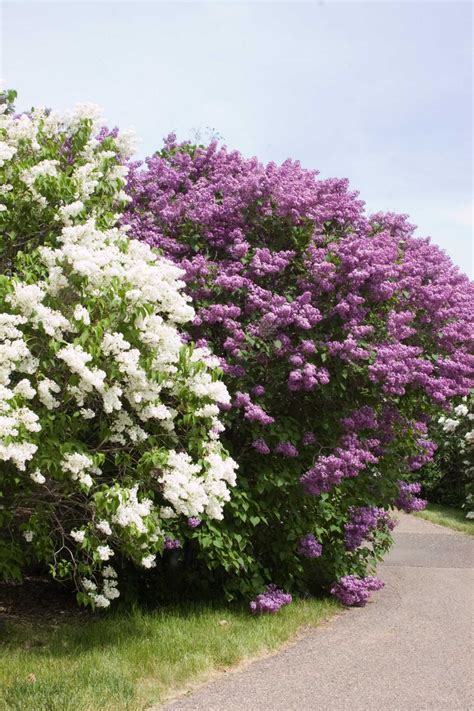 18 Lilac Varieties Hgtv