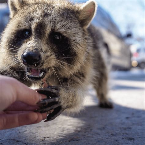 Can A Dog Get Rabies From Biting A Raccoon