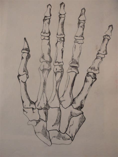Hand Skeleton Drawing At Getdrawings Free Download