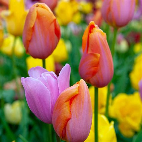 Sweet Treats Tulip Bulb Collection American Meadows