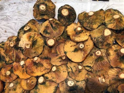 5 Common Mushrooms In Montana Star Mushroom Farms