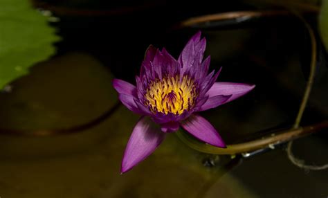Water Lily Kenilworth Aquatic Gardens6o3a4608cr2aviv Flickr