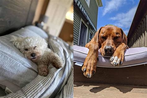 Here Are 50 Sleepy Southcoast Dogs To Brighten Your Day Photos