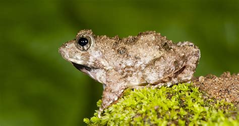 Scientists Discover Four New Species Of Burrowing Frogs In The Western