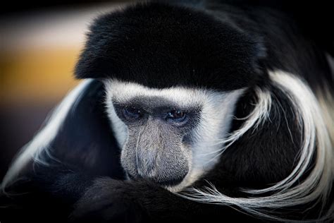 Sad Monkey Photograph By Alan Nix Pixels