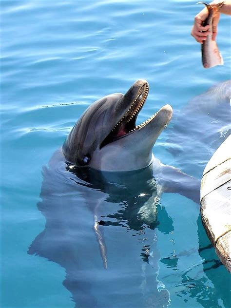 Dolphin Reef Eilat Dolphin Reef Beautiful Creatures Wander