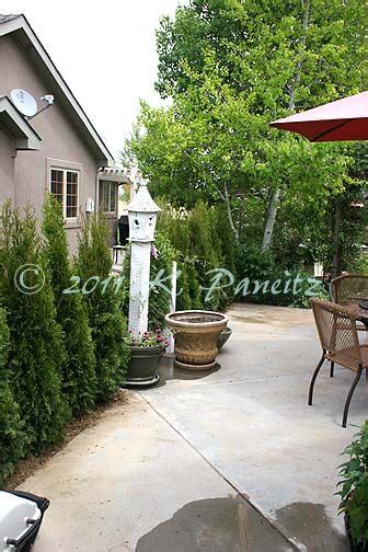 I Want To Create A Privacy Screen Using Emerald Green Arborvitae Around