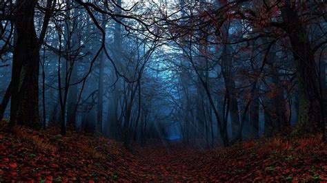 We did not find results for: Fall Leaves On Ground In The Forest HD Dark Aesthetic ...
