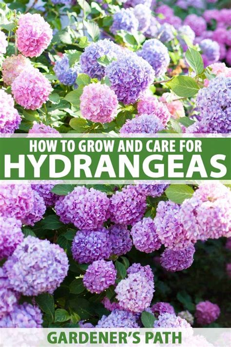 Hydrangea Your Guide For Growing And Caring For Hydrangea Shrubs