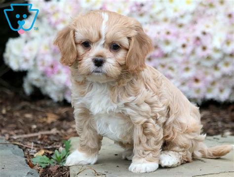 Maybe you would like to learn more about one of these? Clair | Shih Tzu Mix Puppy For Sale | Keystone Puppies