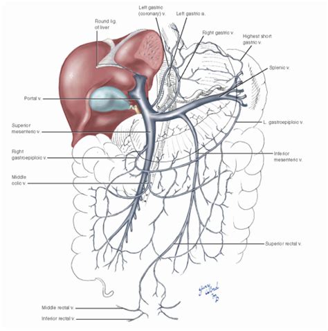 Portal Venous System Basicmedical Key