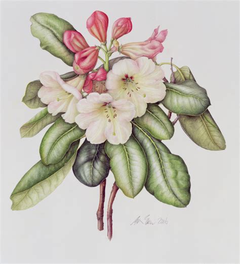 Rhododendron Margaret Ann Eden Als Kunstdruck Oder Handgemaltes Gemälde