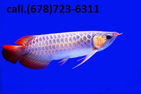 Check out our specials on discus and cichlids! Arowana Fishes For Sale | Fort Worth, TX #184980 | Petzlover