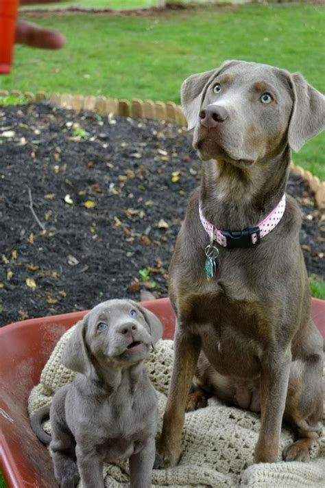 Charcoal silver lab puppies for sale. Silver Labs … | Labrador retriever, Lab puppies, Puppies