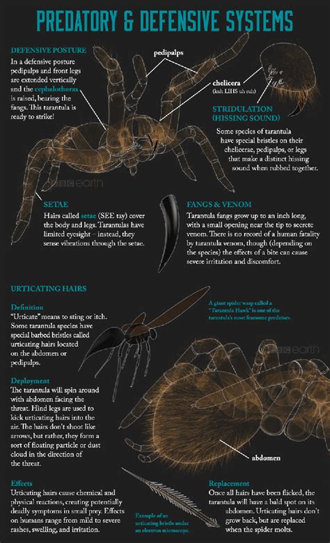Awesome Arachnids A Look Inside A Giant Spider Accuteach