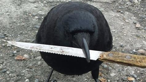 Crows Are Now Acting Like Magpies And Attacking People In Australia Mashable