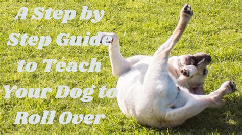 How To Teach Your Dog To Roll Over A Step By Step Guide Dog Training