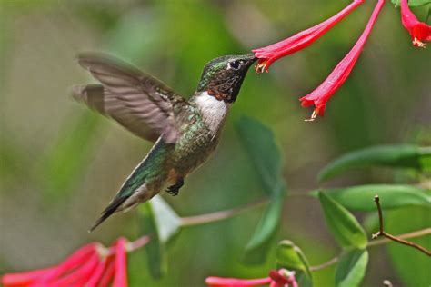 Sweeten Up Your Backyard With These Native Nectar Plants Audubon