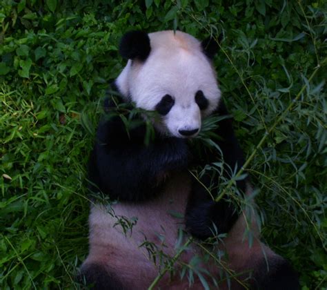Panda Monium At The National Zoo Wtop News
