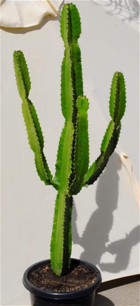 Growing cacti and other succulent plants can be an addictive pastime! Cactus- Peruvian Apple cactus,Golden Barrel,and some other ...