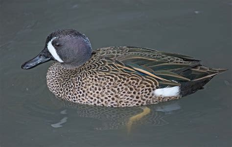 Pictures And Information On Blue Winged Teal