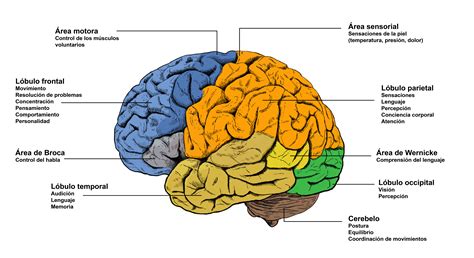 Areas Del Cerebro Lenguaje Buscar Con Google Anatomia Del Cerebro The
