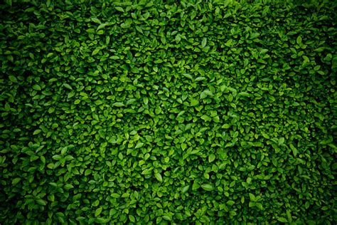 Green Wall Stock Photos Pictures And Royalty Free Images Istock