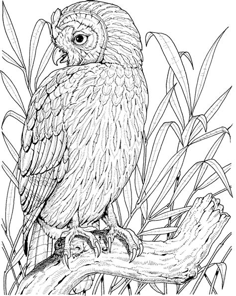 Owls are frequently considered symbols of wisdom, knowledge, and intuition. Owl Coloring Pages | Owl Coloring Pages