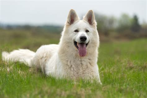 How Much Do White German Shepherds Cost