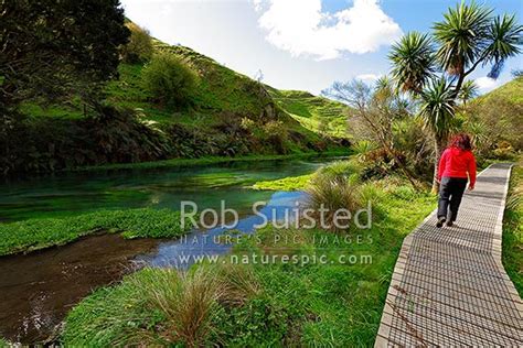 Te Waihou Walkway Alongside The Waihou River And Blue Springs Visitor