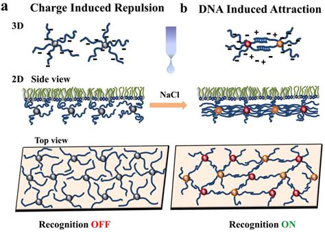 Dna Linked Nanoparticles Form Switchable Thin Films On A Liquid Surface