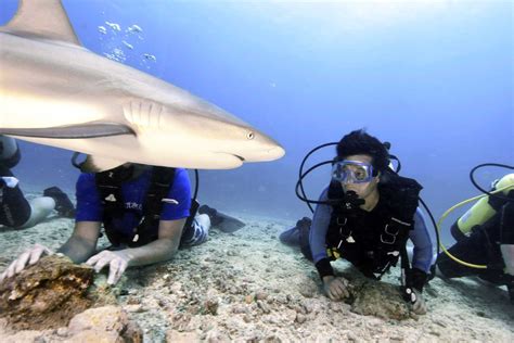 Scuba Diving With Sharks Free Spirit Ski And Scuba