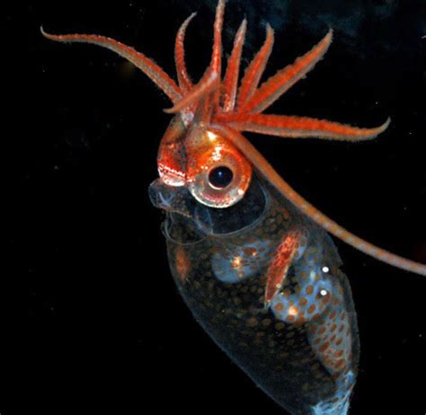 Cute little cockatoo squid! : Cephalopods