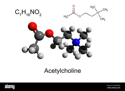 Acétylcholine Hi Res Stock Photography And Images Alamy