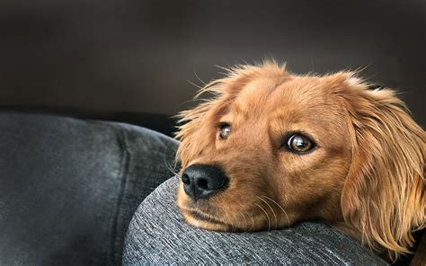 Pacific Northwest Mini Goldens Miniature Golden Retrievers Breeder