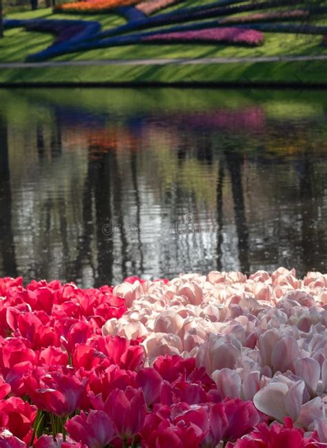 Dark And Pale Pink Tulips Overlooking The Lake At Keukenhof Gardens