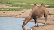 What Makes Camel Became A Unique Animal - Taman Safari Bali