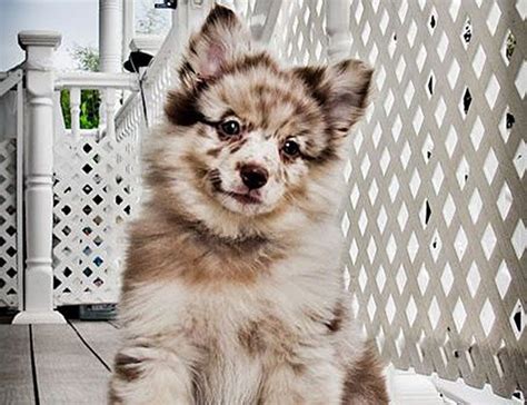 this guide to this aussie pomeranian mix will look at some of the key characteristics of this