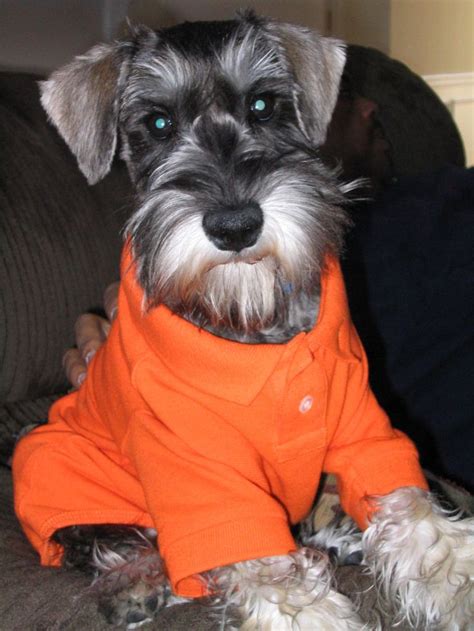 If you have friends with calm, friendly dogs it's great to start socializing your puppy right away. miniature schnauzer:.. OMG this little cutie looks just ...