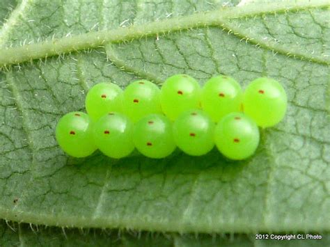 Eggs Of The Green Stink Bug Project Noah