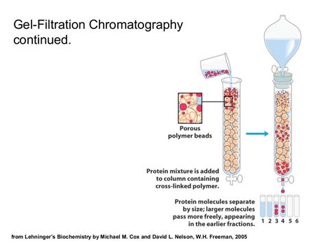 Gel Filtration Chromatography Lecture